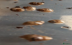 Snails invertebrates for sale: Giant African land snails (Achatina  fulica) - Image 9