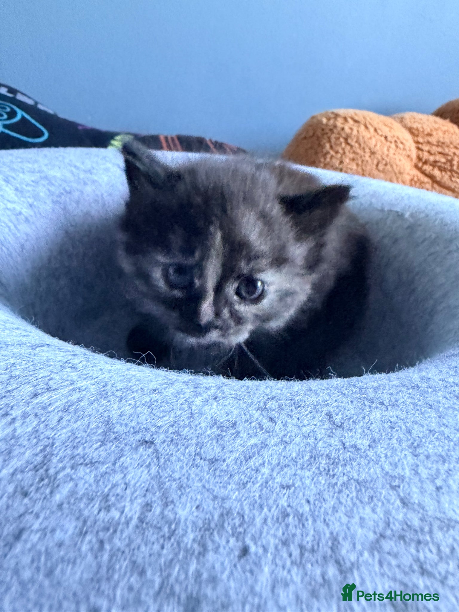 Mixed Breed cats for sale: Gorgeous Dilute Tortoiseshell Fluffy Kitten - Advert 4