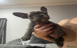 French Bulldog dogs for sale: French Bulldog puppies 10 weeks old - Image 7