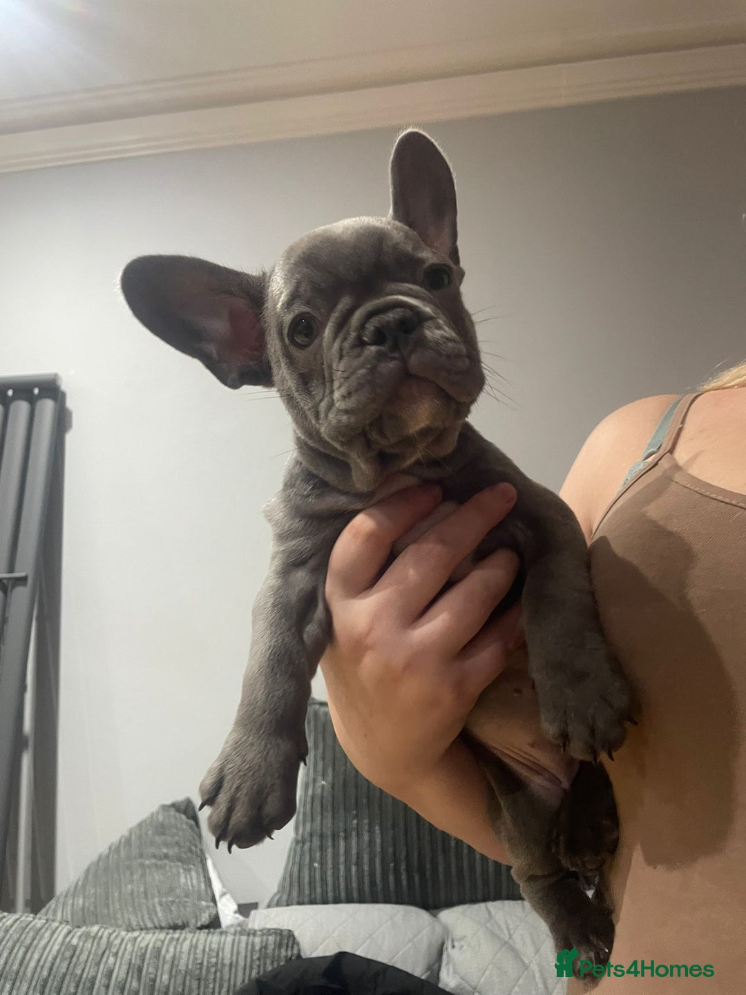 French Bulldog dogs for sale: French Bulldog puppies 10 weeks old - Image 7