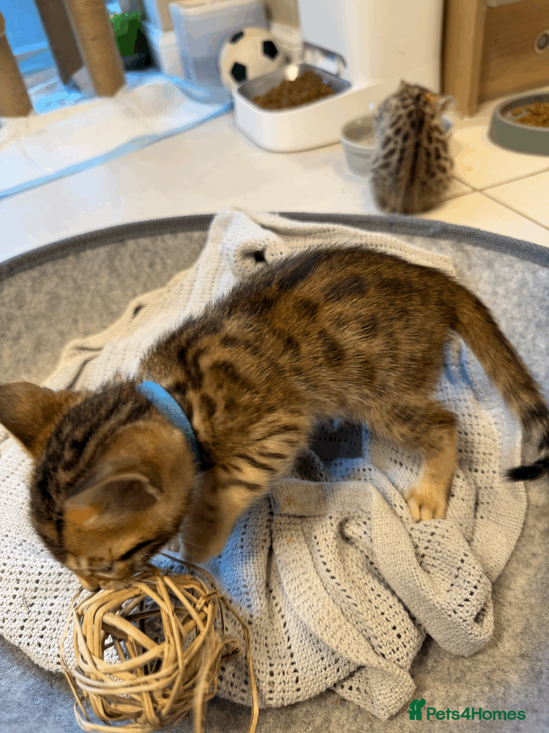 Bengal cats for sale: 🐾 Purebred Bengal Kittens for Sale 🐾 - Advert 18