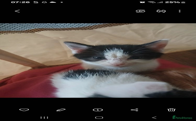 Mixed Breed cats - Advert 10