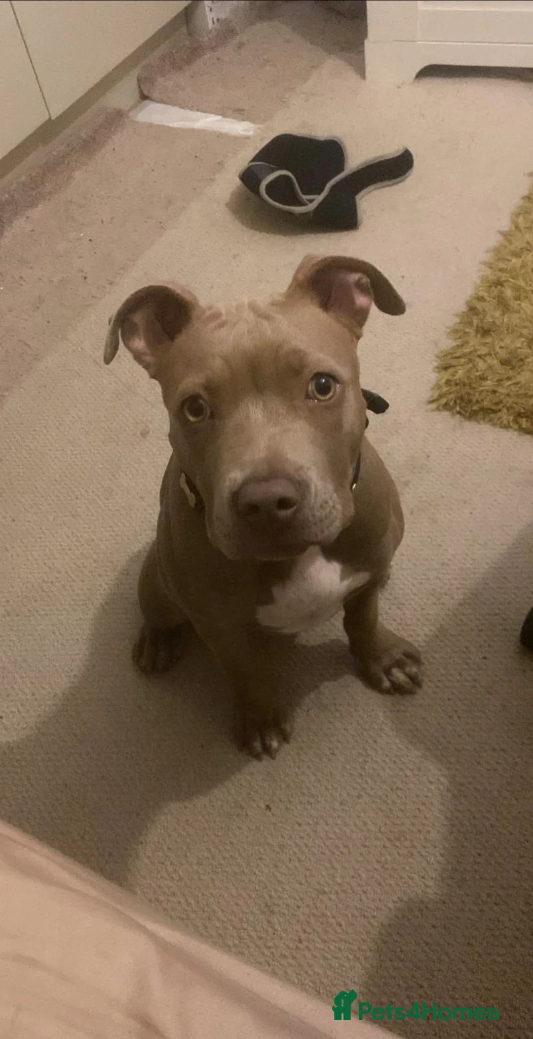 Staffordshire Bull Terrier dogs for sale: Stunning female staffy puppy for sale  in Folkestone - Advert 6