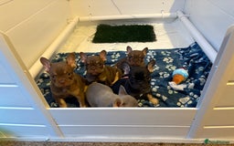 French Bulldog dogs for sale: MICRO LINES French bulldog boy HEAVILY REDUCED  - Image 20