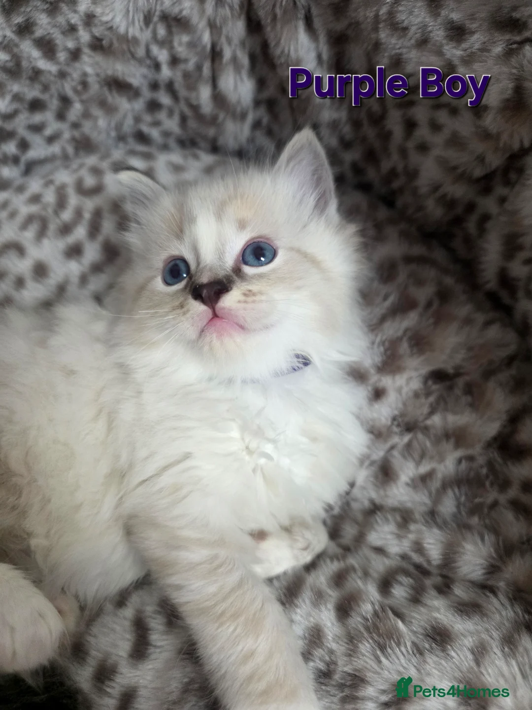 Ragdoll cats for sale: Stunning Ragdoll kittens - Advert 10