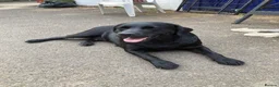 Labrador Retriever dogs for sale: Yellow Labrador Puppy Dog  - Advert 1