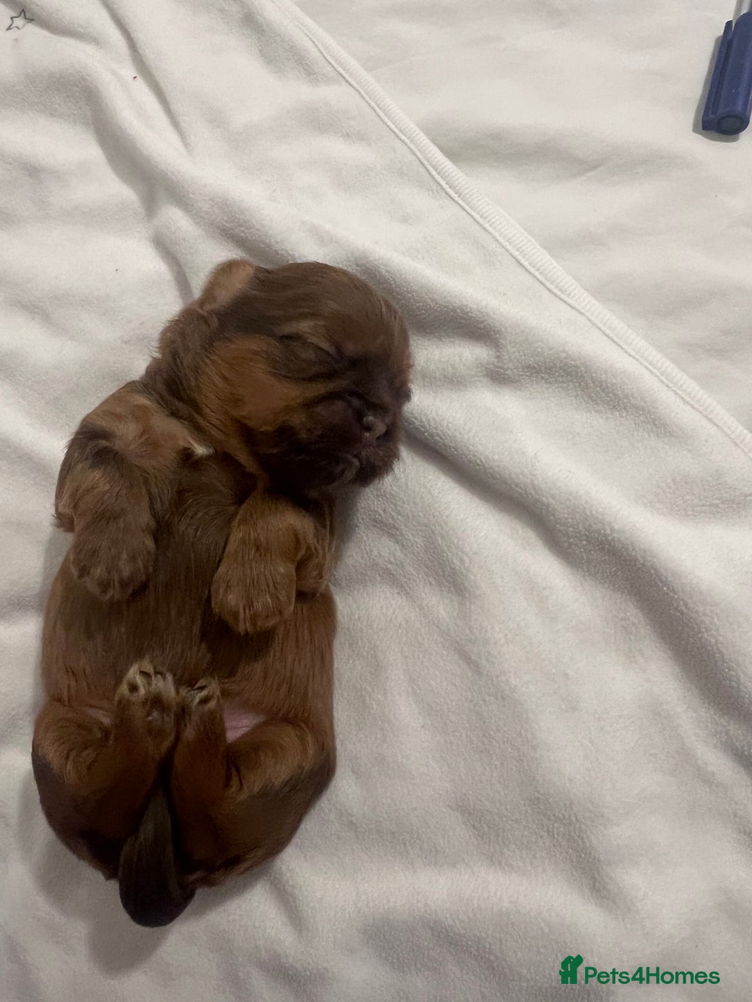 Shih Tzu dogs for sale: KC registered pure breed imperial shihtzu puppies  - Advert 6