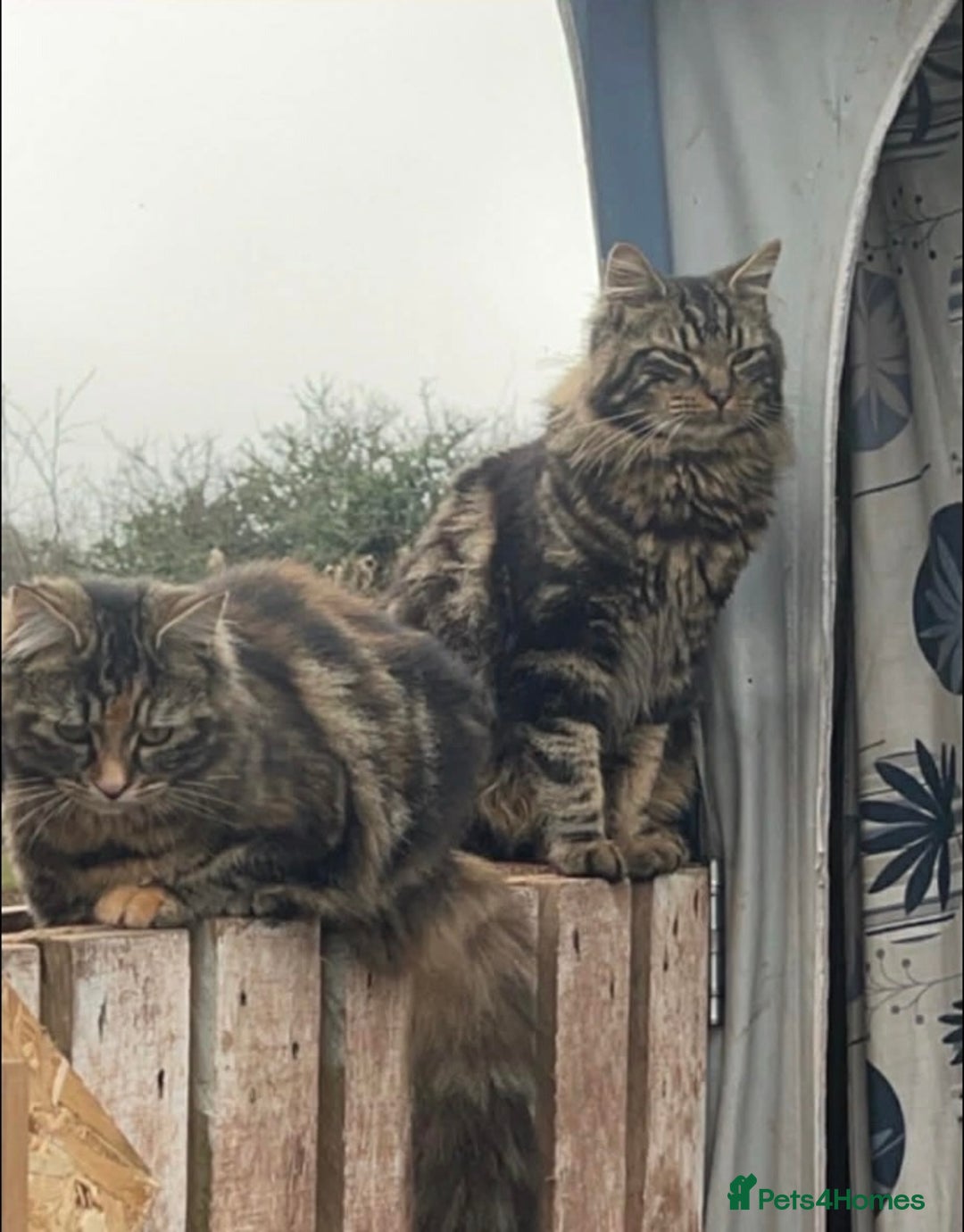 Maine Coon cats for sale:  3 Beautiful Maine coon mix kittens left for sale  - Advert 1