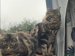 Maine Coon cats 5 beautiful Maine coon mix fluffy kittens for sale - Advert 6