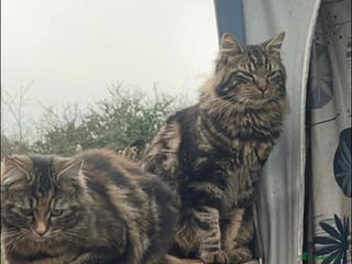 Maine Coon cats 3 Beautiful Maine coon mix kittens left for sale - Advert 8