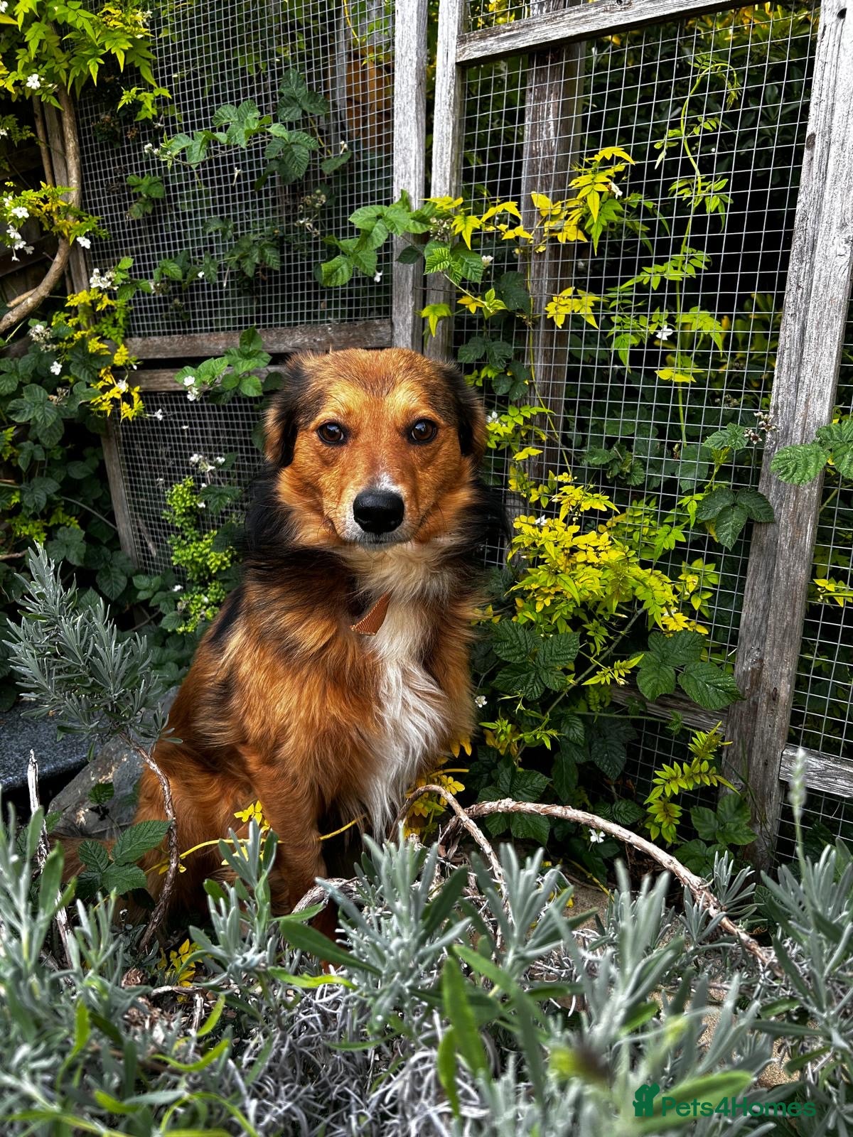 Mixed Breed dogs Solo 💙🐾 - Advert 1
