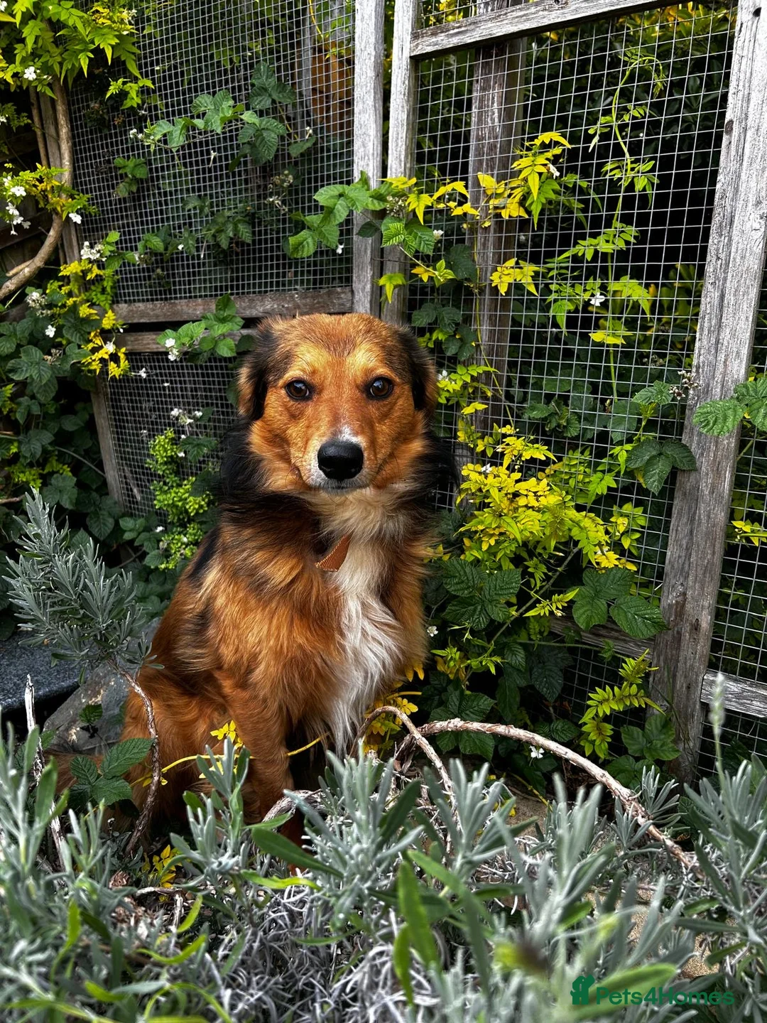 Mixed Breed dogs for adoption: Solo 💙🐾 in Worcester Park - Advert 1