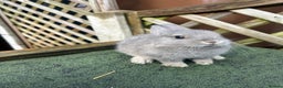 Netherland Dwarf rabbits for sale: Pure Netherland dwarf & mini angora X ND babies - Advert 3