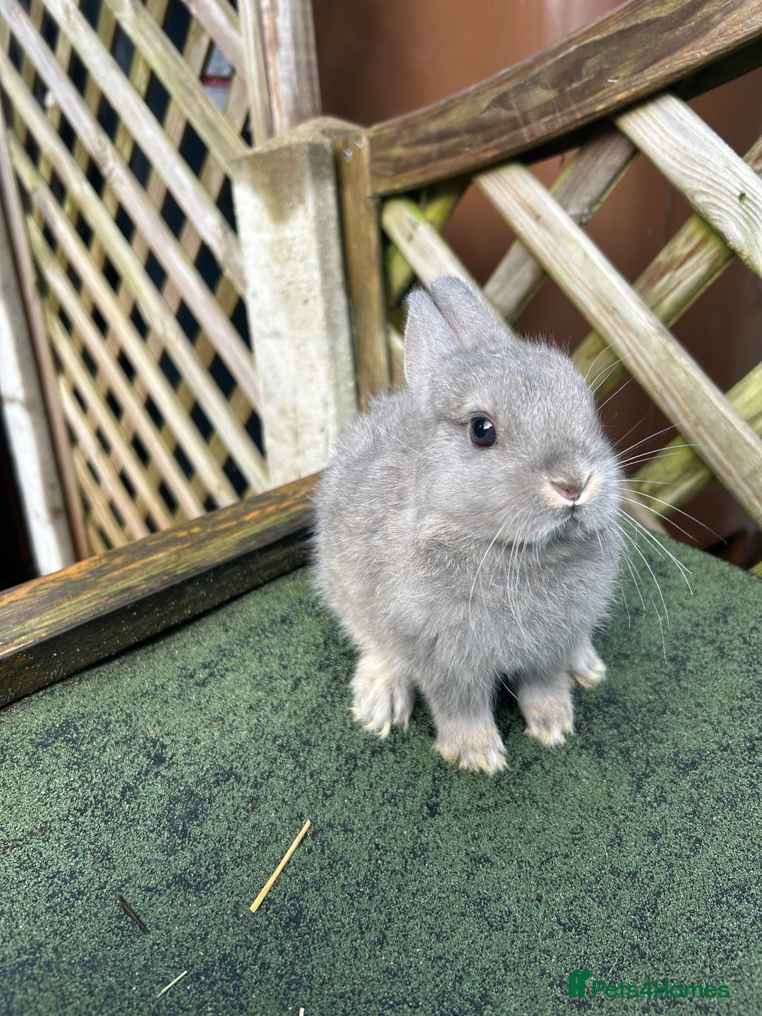 Netherland Dwarf rabbits for sale: Pure Netherland dwarf & mini angora X ND babies - Advert 3