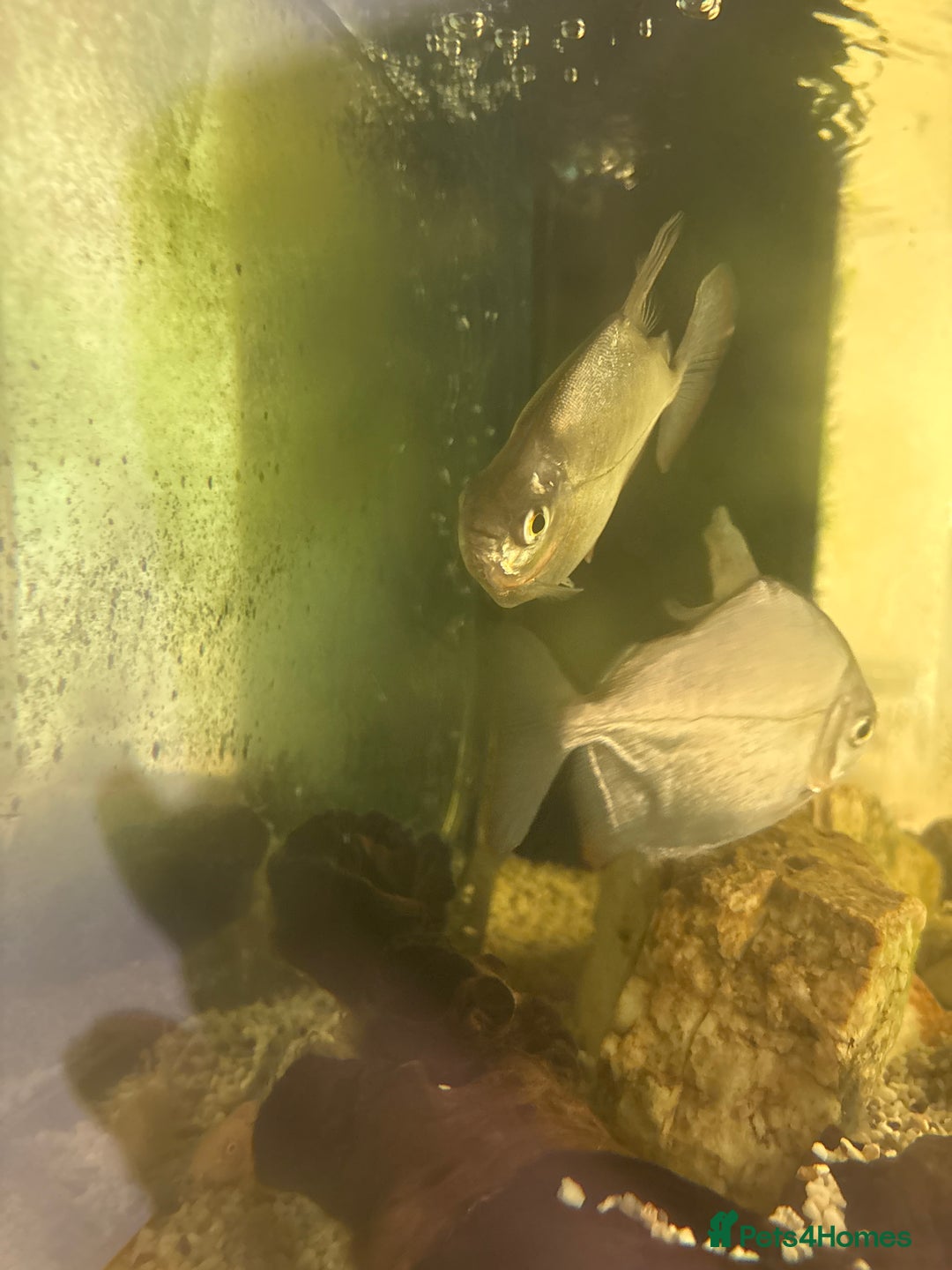 Other/Mixed Breed fish for sale: two Silver dollar  - Image 2