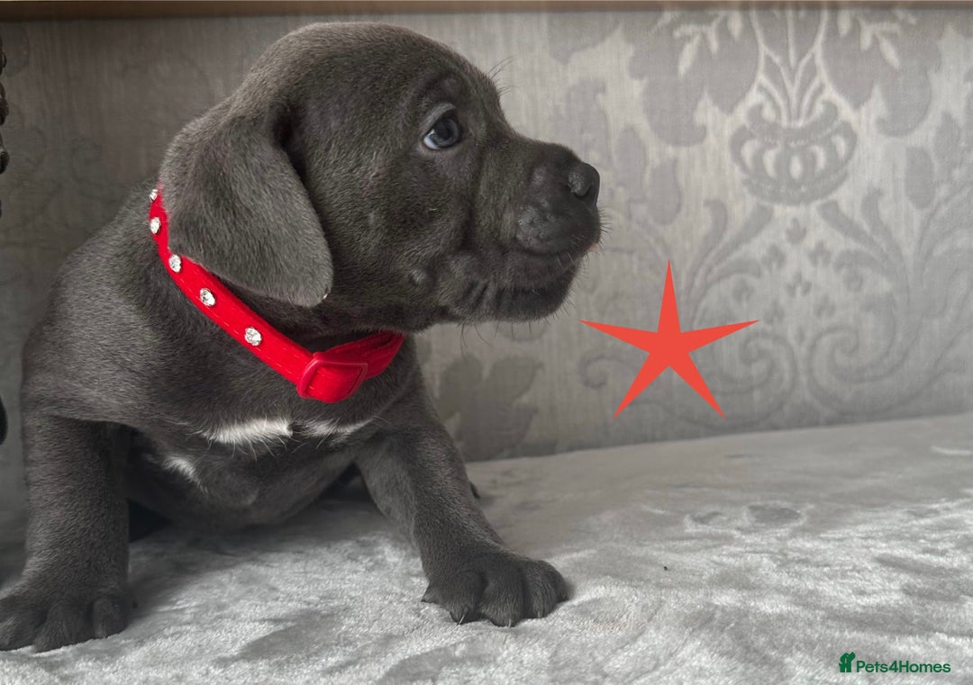 Staffordshire Bull Terrier dogs for sale: Chunky little staffy pups - Image 12