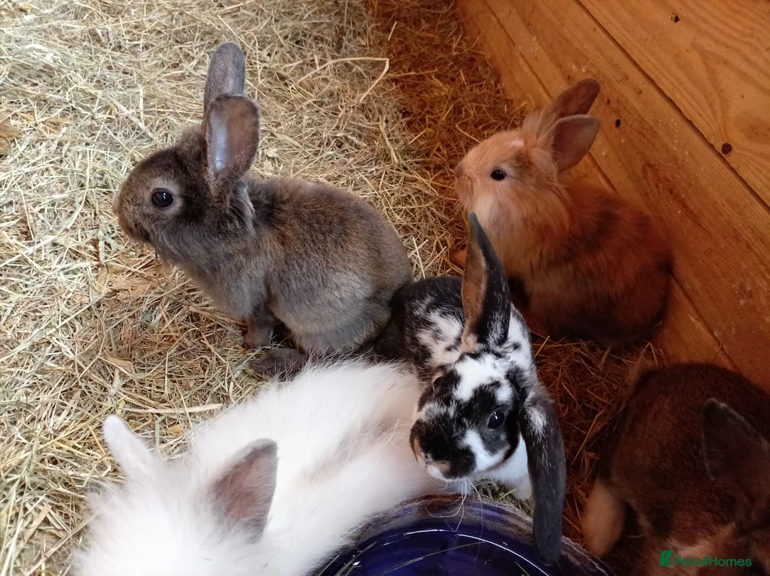 Mini Lion Lop rabbits for sale:  baby rabbits available now  - Advert 5