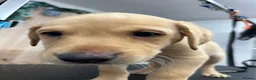 Labrador Retriever dogs for sale: 6 Labrador retrievers black and yellow - Advert 8