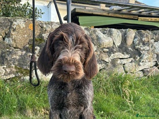 German Wirehaired Pointer dogs - Advert 1