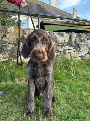 German Wirehaired Pointer dogs - Advert 1