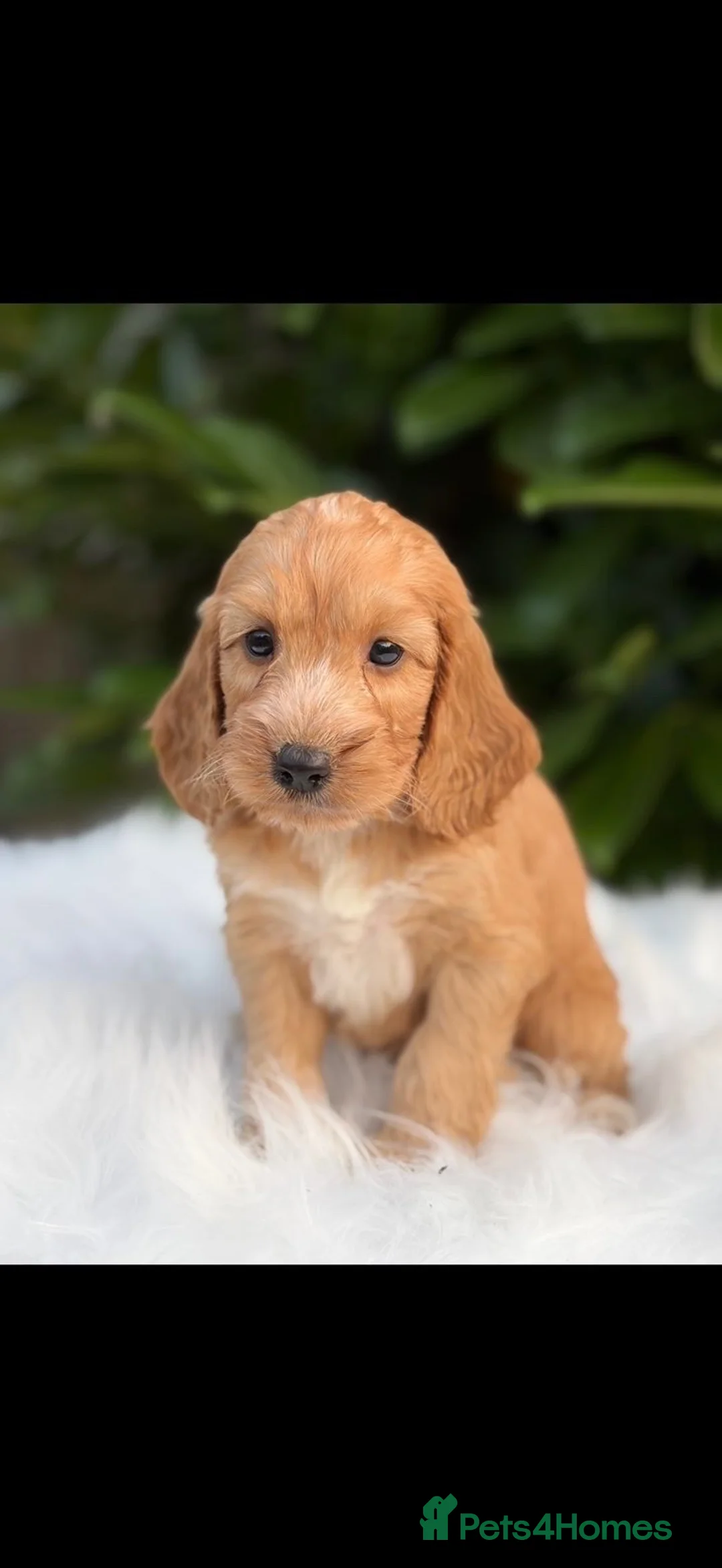 Cockapoo dogs for sale: Cockapoo males and females  - Advert 2