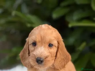 Cockapoo dogs Cockapoo males and females - Advert 1