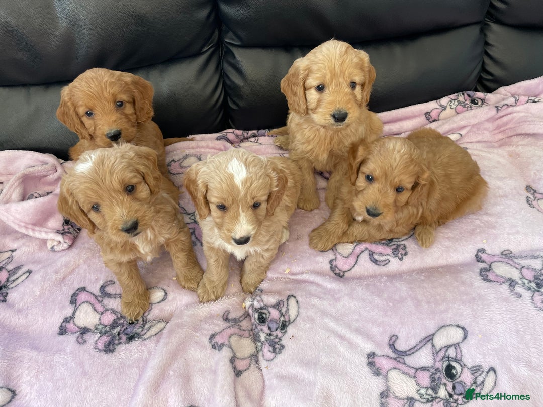 Cockapoo dogs for sale: Cockerpoo puppies - Image 6