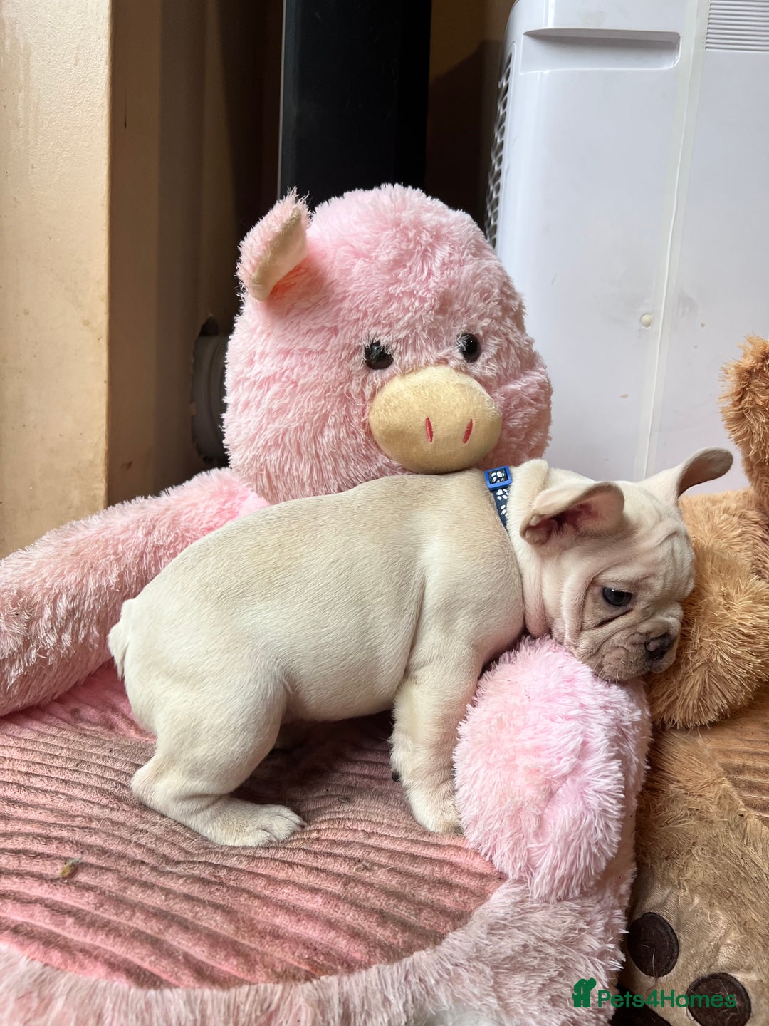 French Bulldog dogs for sale: Beautiful French Bulldog Puppies - Image 30
