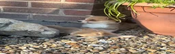 Welsh Corgi Pembroke dogs for sale: Ready to go, 1 left KC Corgi Pups  - Advert 2