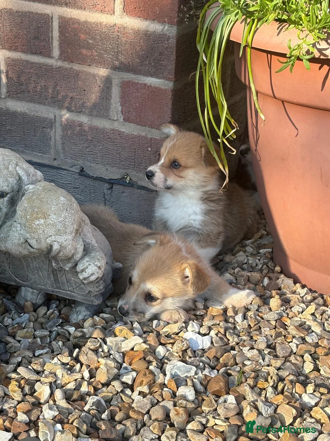 Welsh Corgi Pembroke dogs for sale: Ready to go, 1 left KC Corgi Pups  - Advert 2