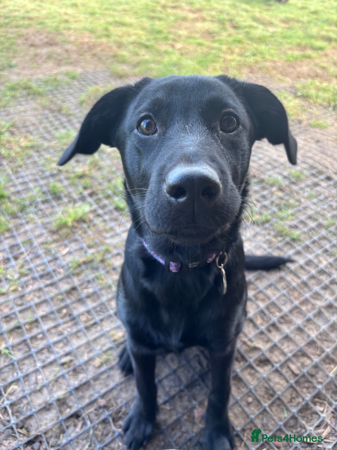 Mixed Breed dogs for sale: 6 month lab x - Advert 3