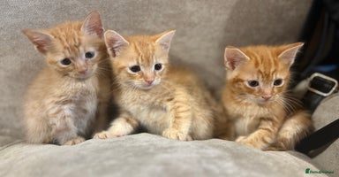 Mixed Breed cats - Advert 8