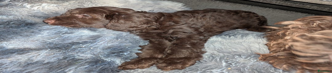Labradoodle Puppy 5