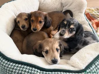 Miniature Dachshund dogs Long Haired Miniature Dachshund Puppies - Advert 8