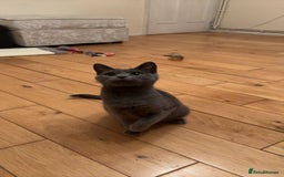 Domestic Shorthair cats for sale: Two Beautiful grey girls  - Image 4