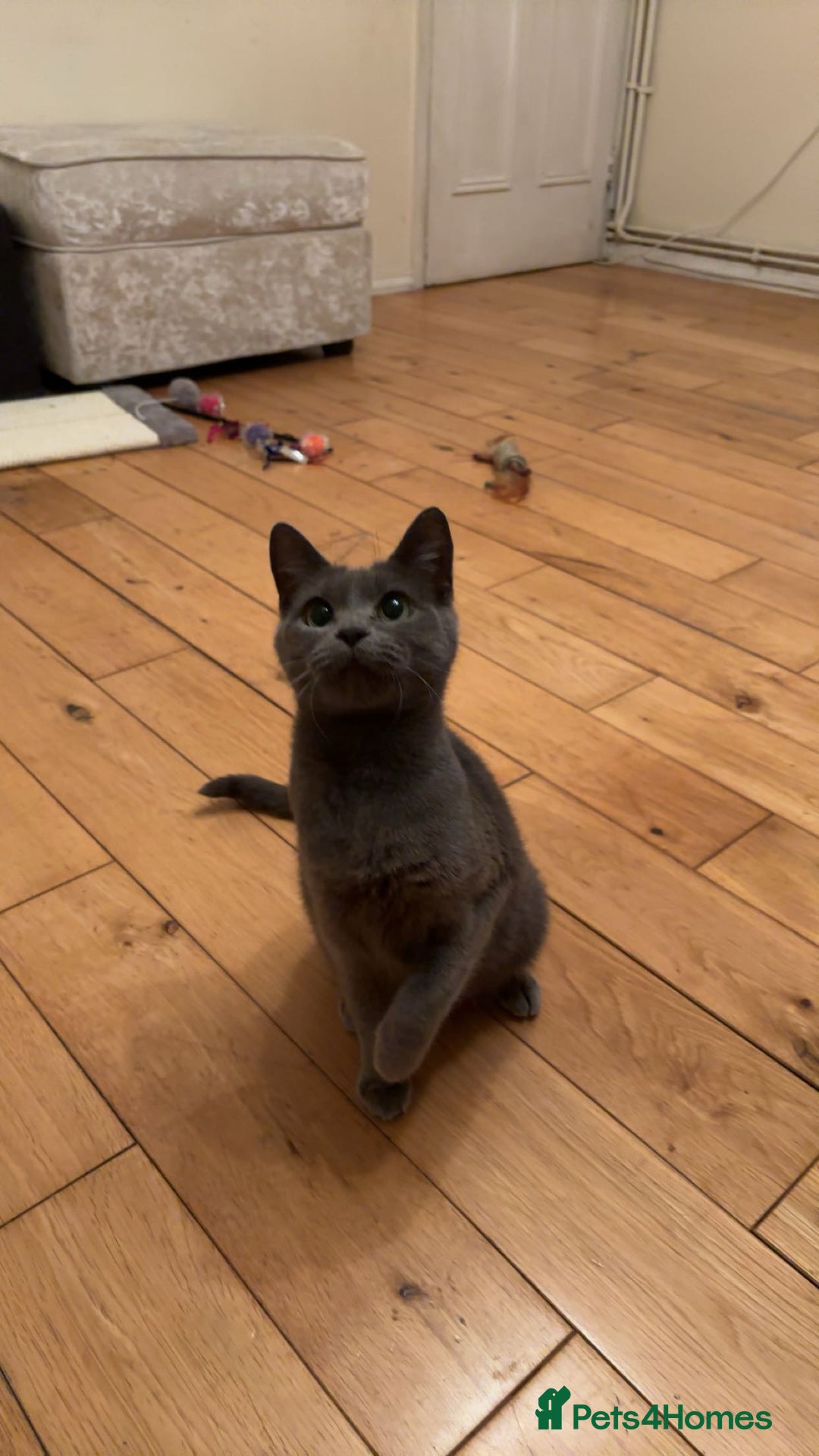 Domestic Shorthair cats for sale: Two Beautiful grey girls  - Image 4