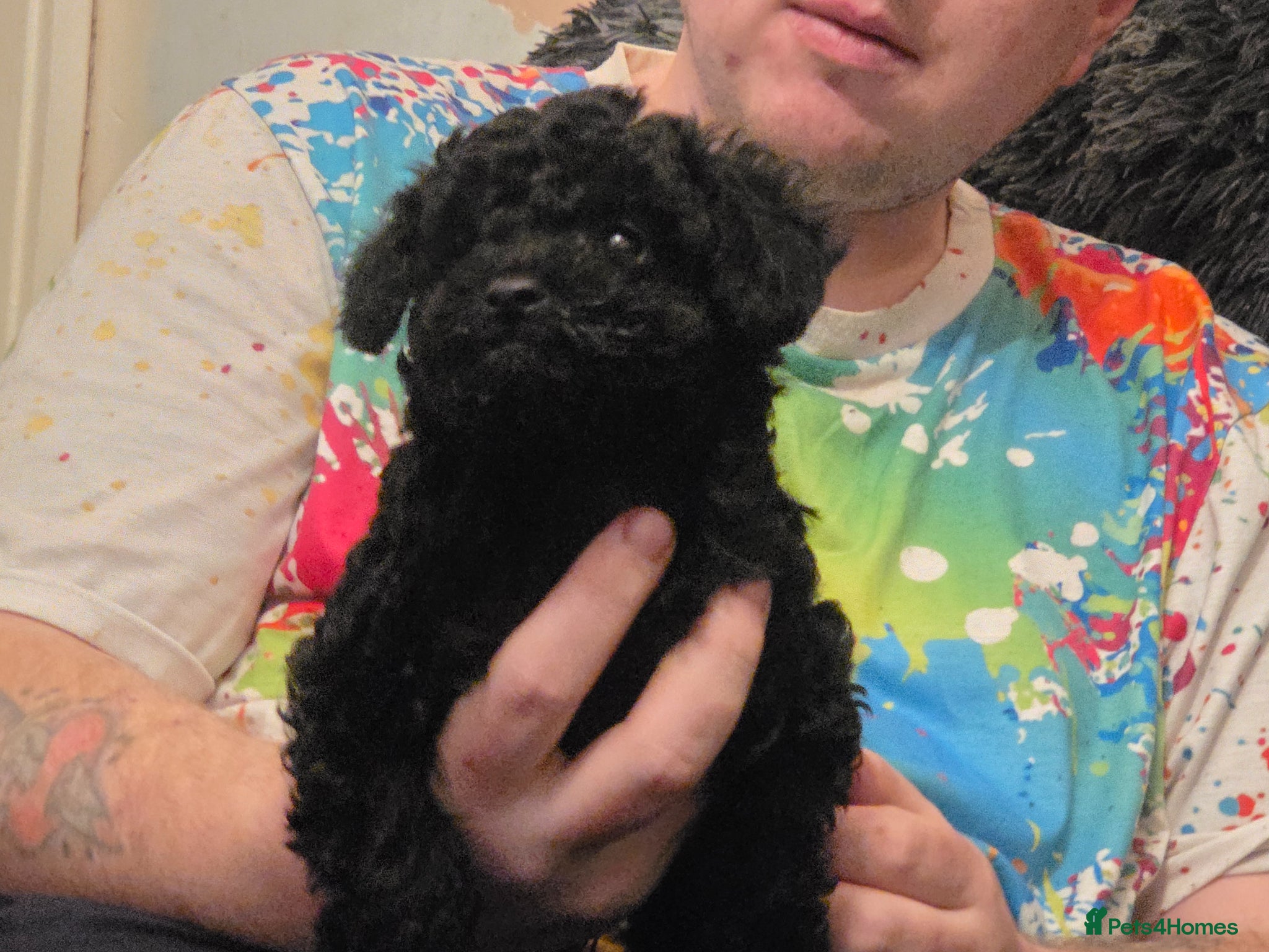 Toy Poodle dogs Gorgeous Toy poodle boy puppy - Advert 6