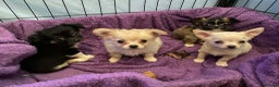 Chihuahua dogs for sale: chihuahua puppies - Advert 10