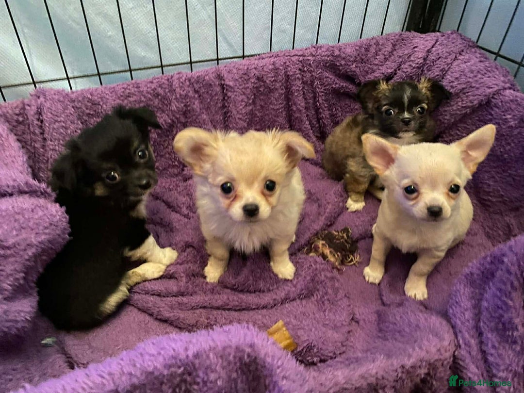 Chihuahua dogs for sale: chihuahua puppies - Advert 10