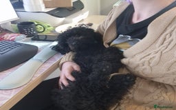 Miniature Poodle dogs for sale: Loving Black Miniature Poodle (2 Years Old) - Image 4
