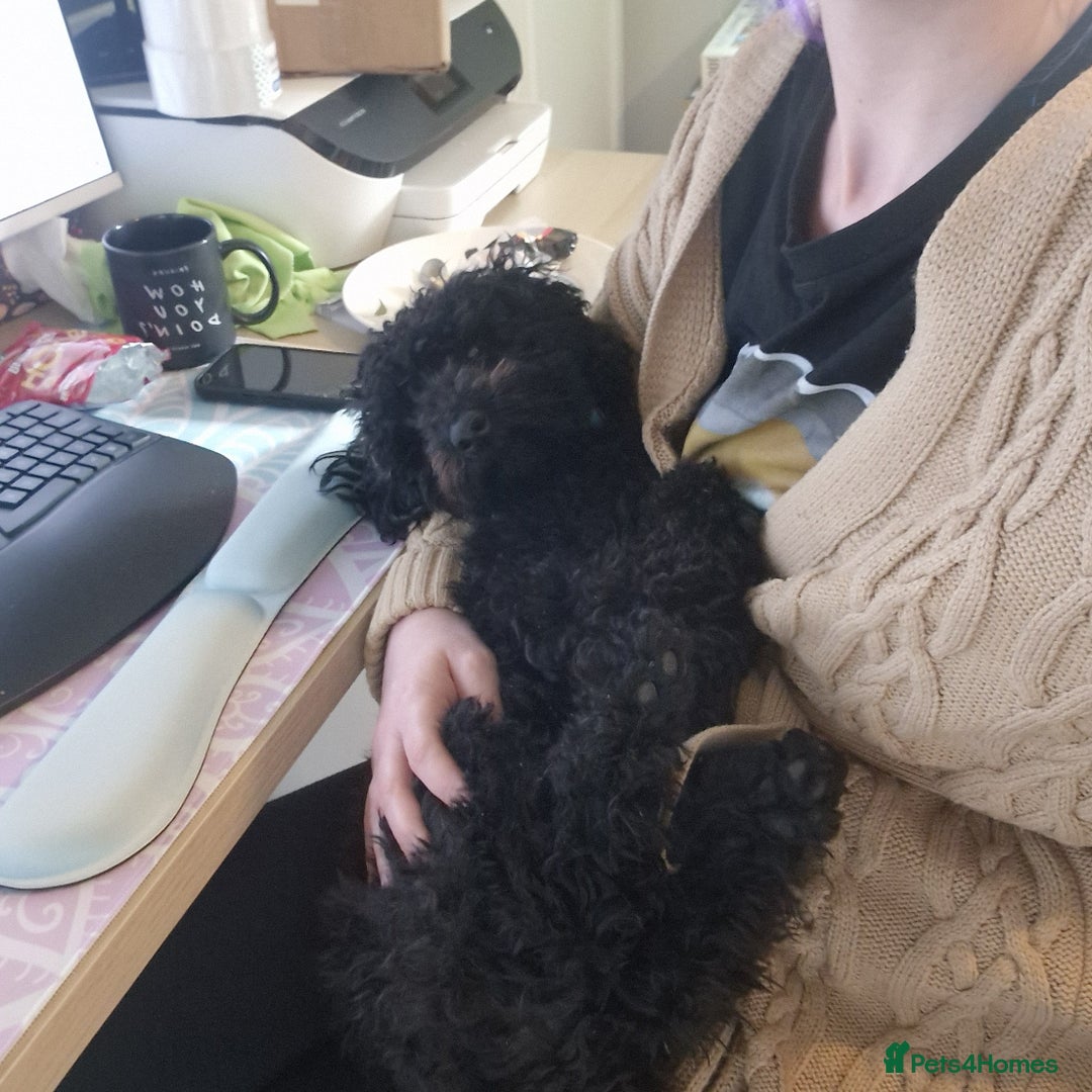 Miniature Poodle dogs for sale: Loving Black Miniature Poodle (2 Years Old) - Image 4