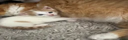 Mixed Breed cats for sale: Two white and ginger stunning Boys  in Ashford - Advert 3