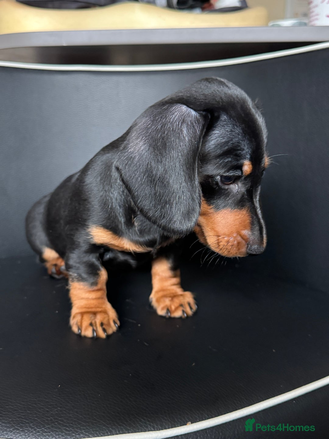 Dachshund dogs for sale: Mini dachshund puppies, PRA clear, health tested - Advert 7
