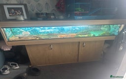 Python Snake reptiles for sale: 6 Year Old Royal Python Female  - Image 3