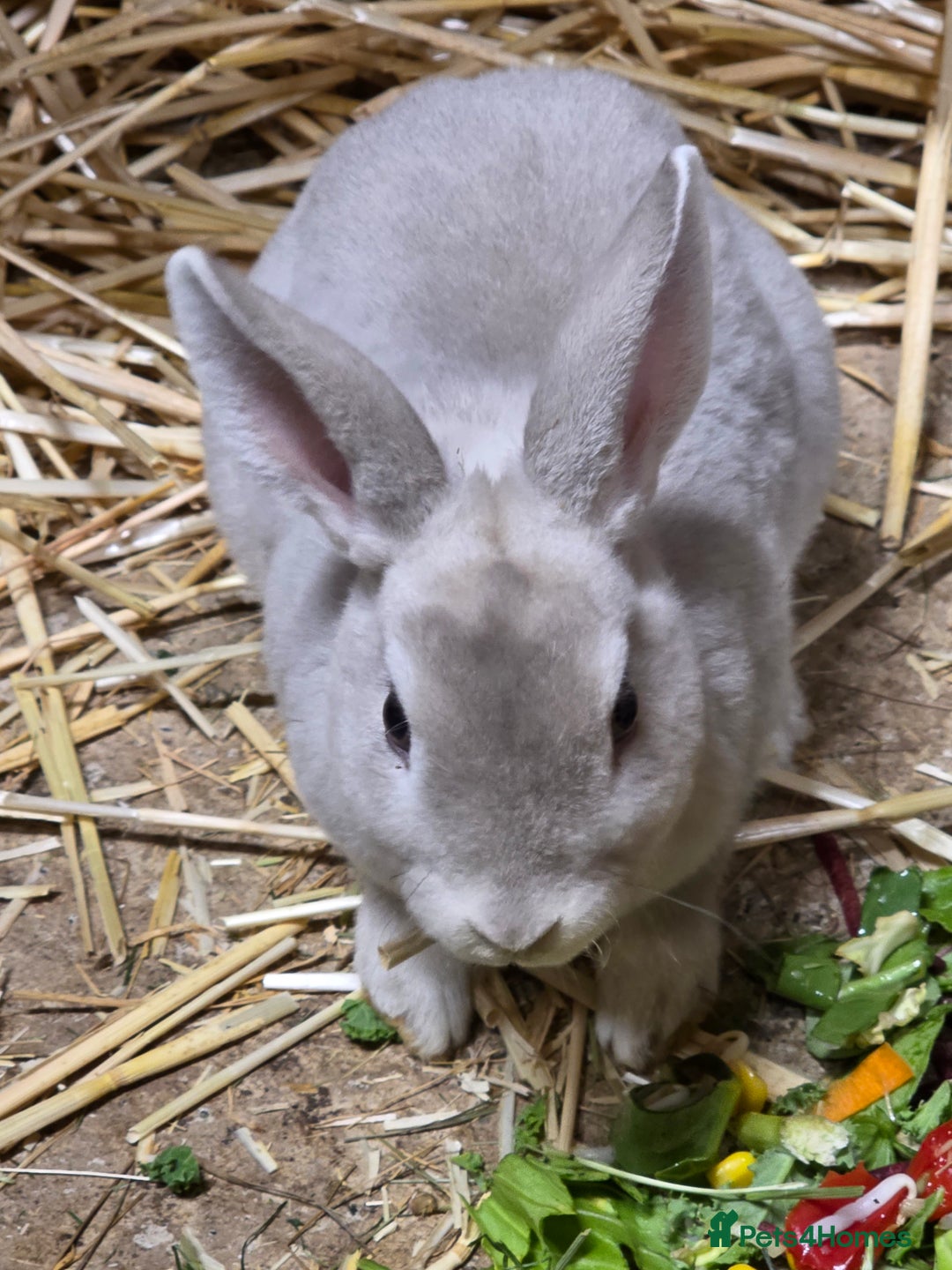 Rex rabbits for sale: Gorgeous rex rabbits - Advert 6