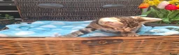 Bengal cats for sale: Stunning Bengal Kittens  - Advert 26