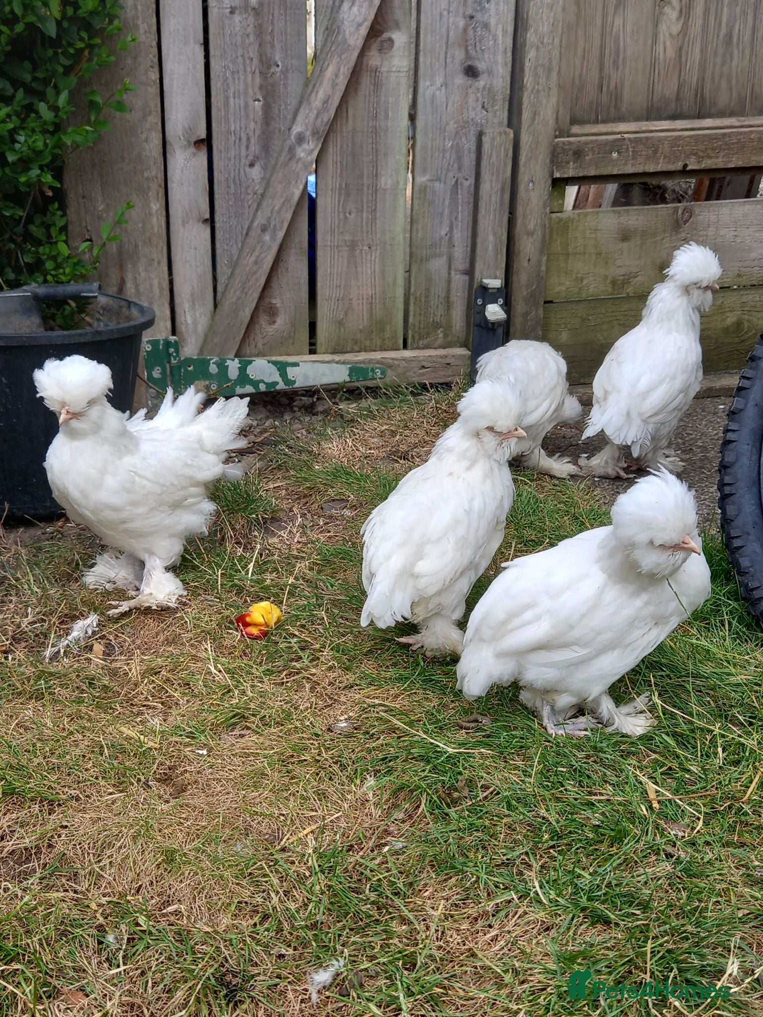 Chickens poultry Sultan chickens for sale - Advert 4