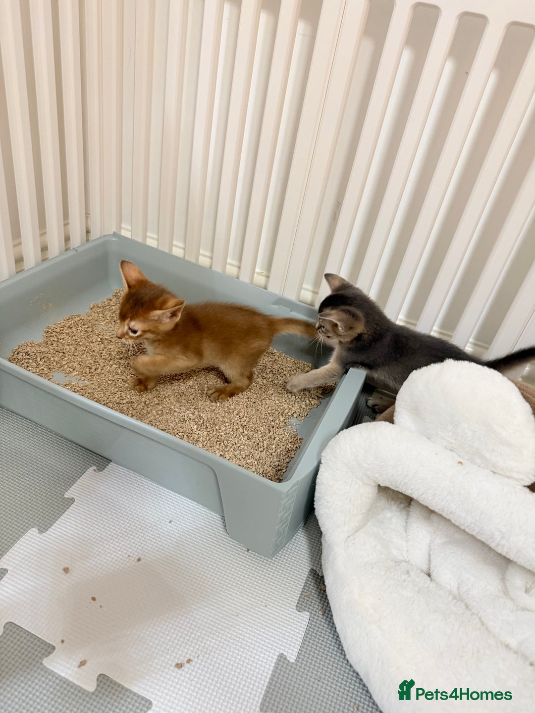 Abyssinian cats for sale: Abyssinian Kittens 🐾 - Advert 9