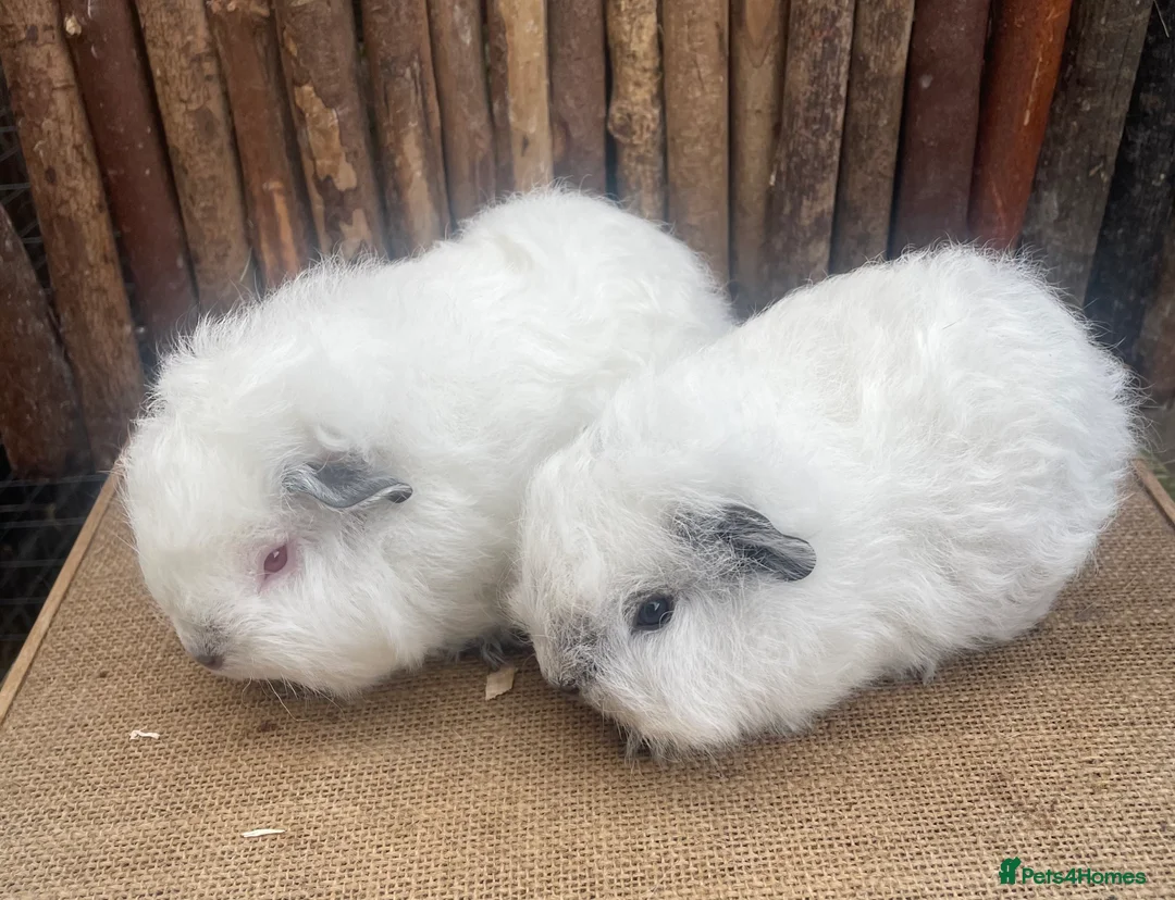 Guinea Pig rodents for sale: Swiss teddy babies - Advert 3