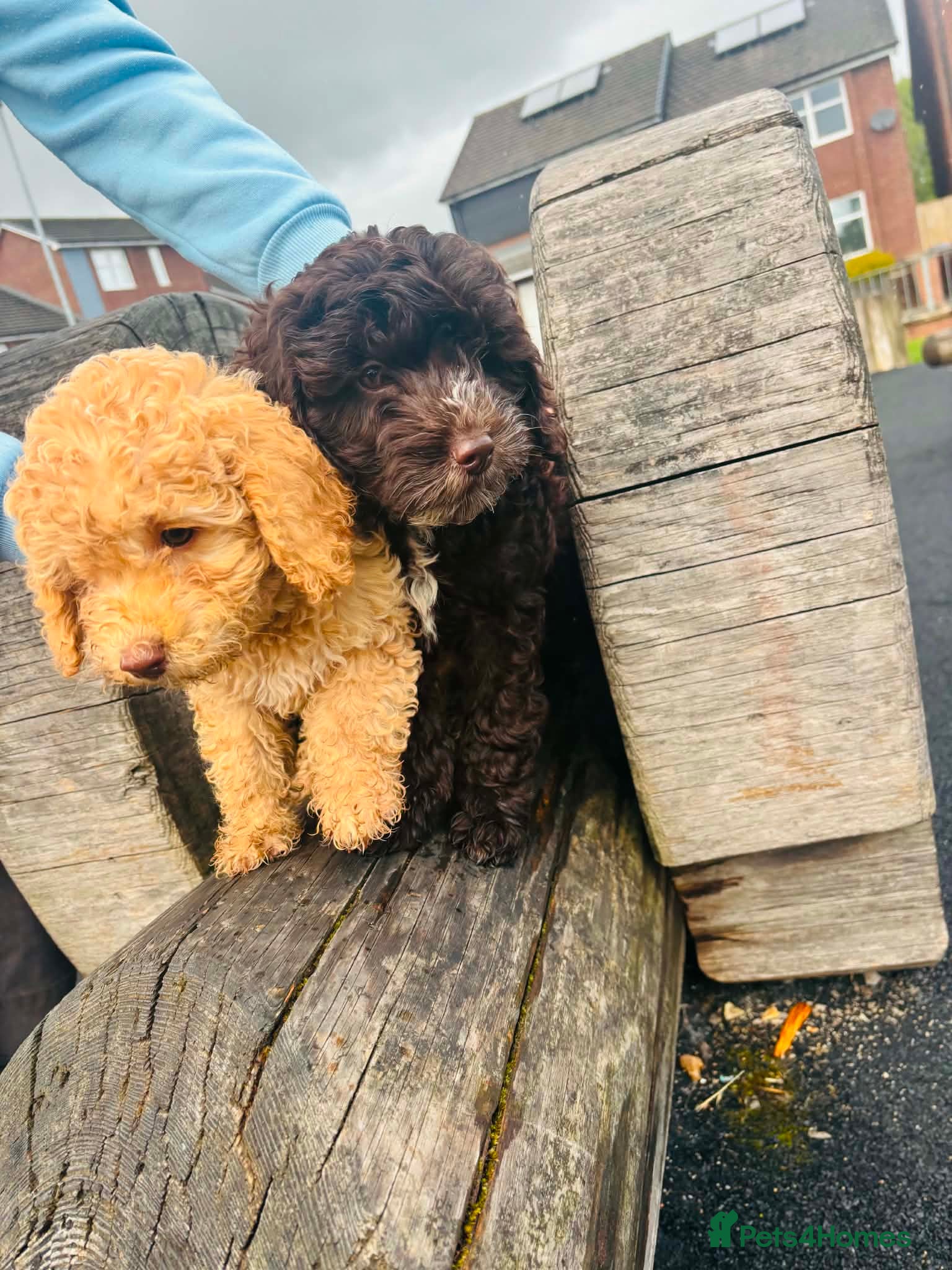 Mini Goldendoodle dogs for sale: READY TO FIND THERE HOME MINI GOLDEN DOODLES - Advert 1